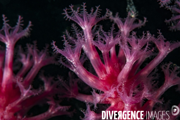 Gros plan des polypes de gorgone pourpre - Macro view on purple gorgonians polyps