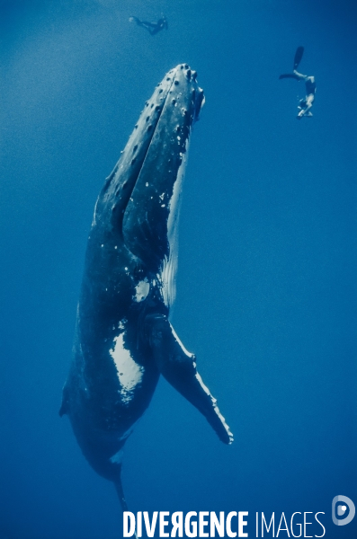 Baleine à bosse dréssée devant les apnéistes