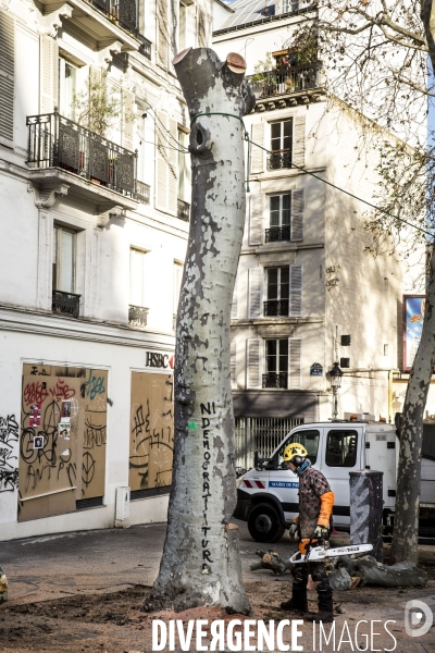 Abattage d un platane dans les rues de Paris.