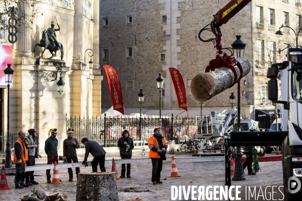 Abattage d un platane dans les rues de Paris.