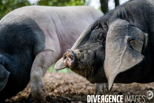 Elevage de porcs Kintoa et piment d espelette dans le Pays basque