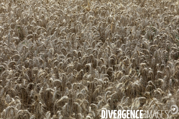 Lot-et-Garonne, Galapian, culture de blé dur
