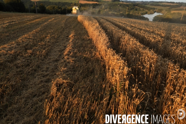Lot-et-Garonne, Galapian, culture de blé dur