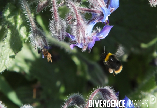 Vol d abeilles au-dessus d un massif de fleurs de bourraches