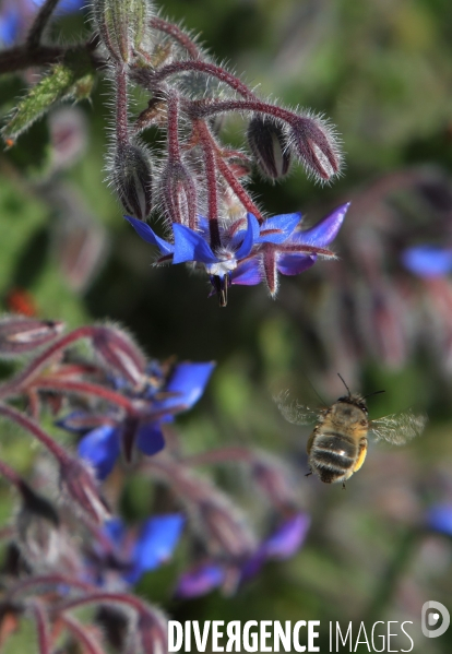 Vol d abeilles au-dessus d un massif de fleurs de bourraches