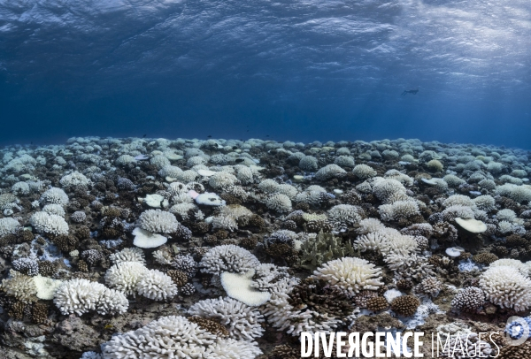 Paysage de coraux blanchis conséquence du réchauffement climatique.