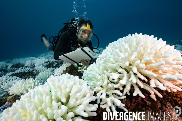 Scientifique etudiant le blanchissement des recifs coralliens