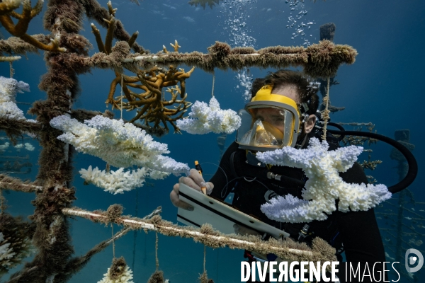 Biologiste marin en plongée sur les arbres  à coraux