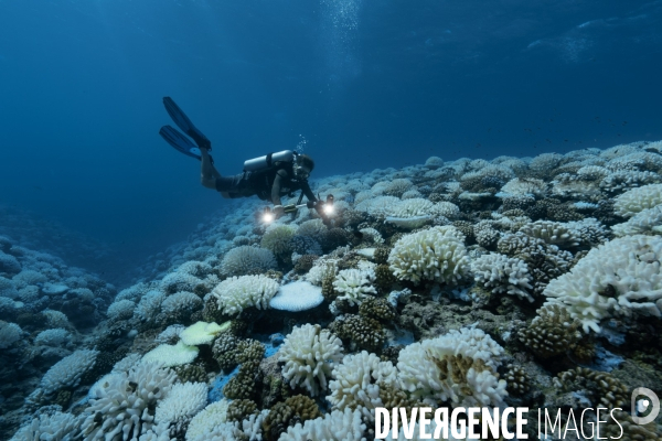 Paysage de coraux blanchis conséquence du réchauffement climatique.