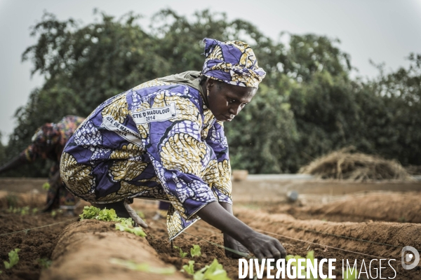 L agriculture au Mali