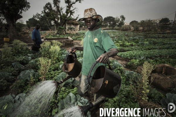 L agriculture au Mali