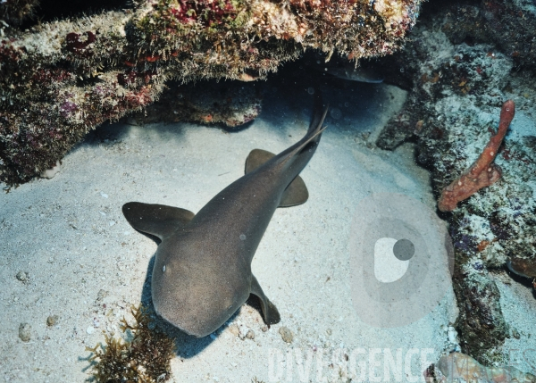 Requins-nourrices - Carriacou - îles Grenadines
