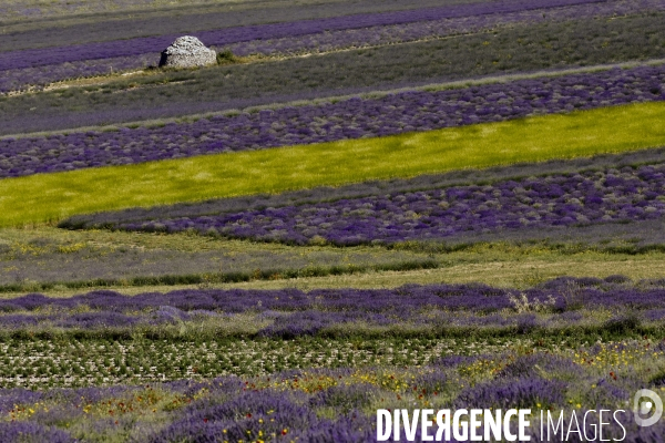 Lavande en Drôme provençale