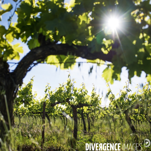 La vigne en biodynamie