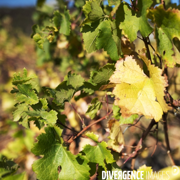 La vigne en biodynamie
