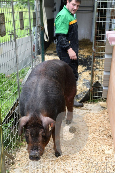 Au jour le jour avec Vincent, jeune agriculteur, eleveur de porc bio en plein air 2/ Reception du verrat