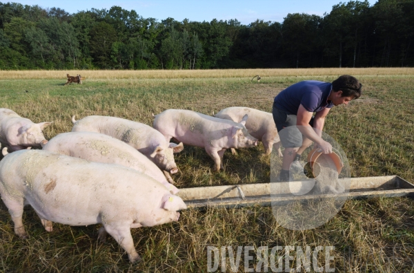 Au jour le jour avec Vincent, jeune agriculteur, eleveur de porcs bio en plein air 5/ Distribution alimentation