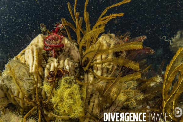 Ecosyteme profond du recif de l amazone