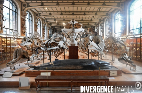 Le Museum d Histoire Naturelle de Paris