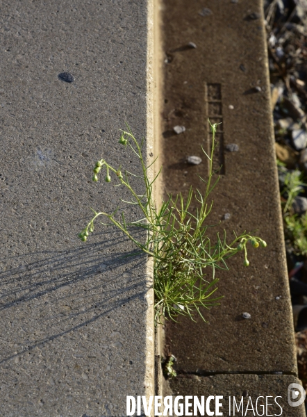 Végétation rebelle sur les voies ferrées, en gare. Vegetation in the rail system.