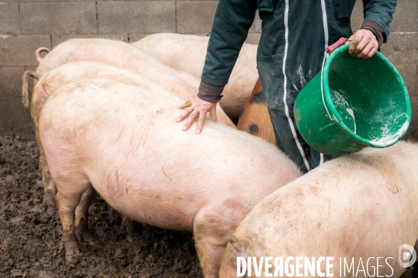 Elevage de porcs rustiques en agriculture bio en Lorraine