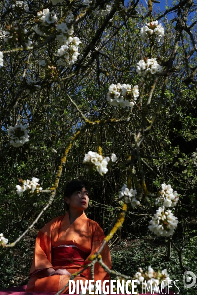 Hanami ; les cerisiers en fleur