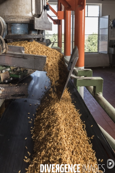 Récoltes rizières et Production chez   Riso Gallo  dans la plaine du Pô Italie