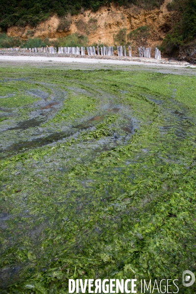 Algues vertes (ulva lactuca) en Bretagne