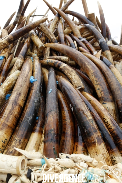 Le chef de l état Gabonais Ali BONGO ONDIMBA allume un bûcher d ivoire de contrebande pour montrer la volonté de son pays de lutter contre le braconnage des Elephants.