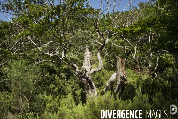 Forêt de la Massane, réserve naturelle de France, Pyrénées-Orientales