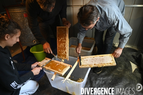 Récolte artisanale du miel. Des amis apiculteurs se partagent les ruches et la récolte. Artisanal harvest of honey. Friends beekeepers share beehives and the harvest.