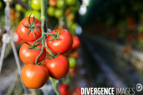 Culture de tomates hors sol sous serre