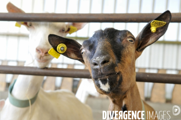 Animaux : élevage de chèvres. Animals : Goat farming.