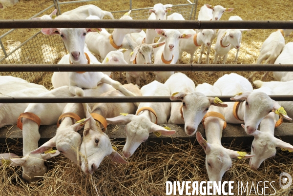 Animaux : élevage de chèvres. Animals : Goat farming.