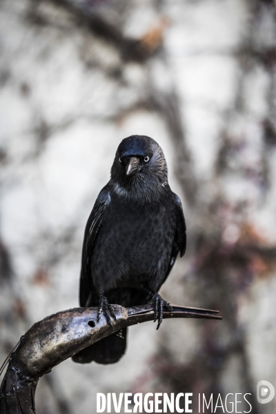 Association Crow Life, Maine et Loire.