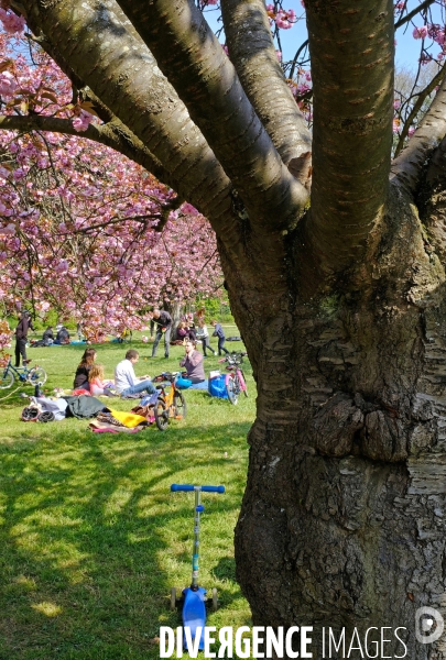 Sous les cerisiers en fleurs du parc de Sceaux