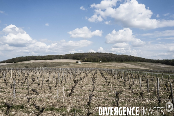 Sancerre, domaine Fouassier dans la vallée de la Loire
