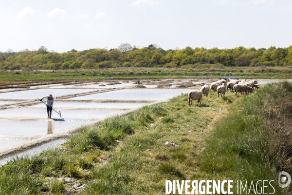 Elevage pastoral dans les marais de Guérande