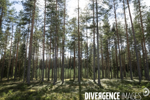 Forêt en Finlande