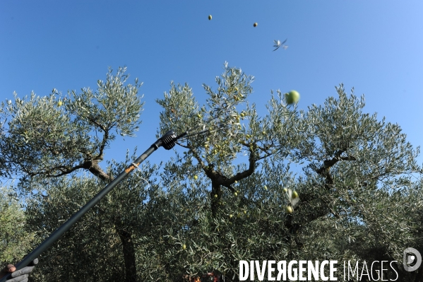 Récolte des Olives