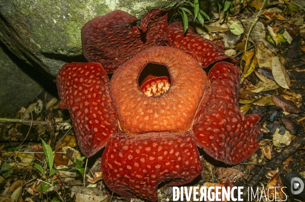 Rafflesia:la plus grande fleur au monde