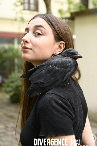 Animal. Sauvetage d une jeune corneille trouvée seule et bléssée. Crow bird rescue