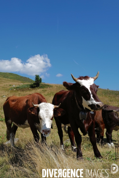 Vaches sur un Chemin de randonnée dans les Alpes
