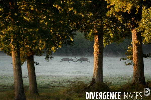 Brame du cerf en forêt de Chambord