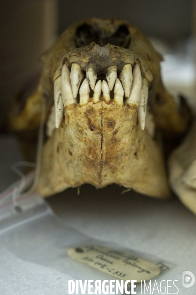 Le squelette de l orque de la Seine est décharné au Muséum national d Histoire naturelle.