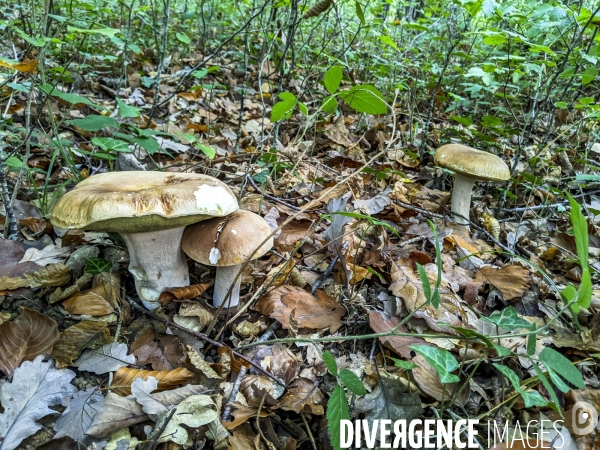 Cueillette des champignons dans la Nièvre