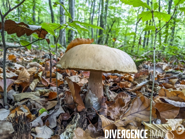 Cueillette des champignons dans la Nièvre