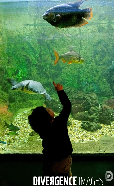 Aquarium tropical du Palais de la Porte Dorée