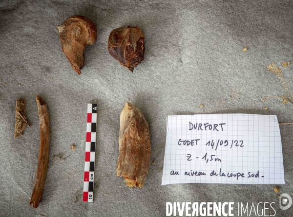 Chantier de fouilles sur le gisement du mammouth de durfort au muséum d histoire naturelle de paris