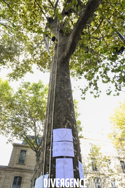 Le cordiste arboriste Thomas BRAIL du GNSA fait une grève de la faim dans un platane, devant le ministère des transports à Paris.